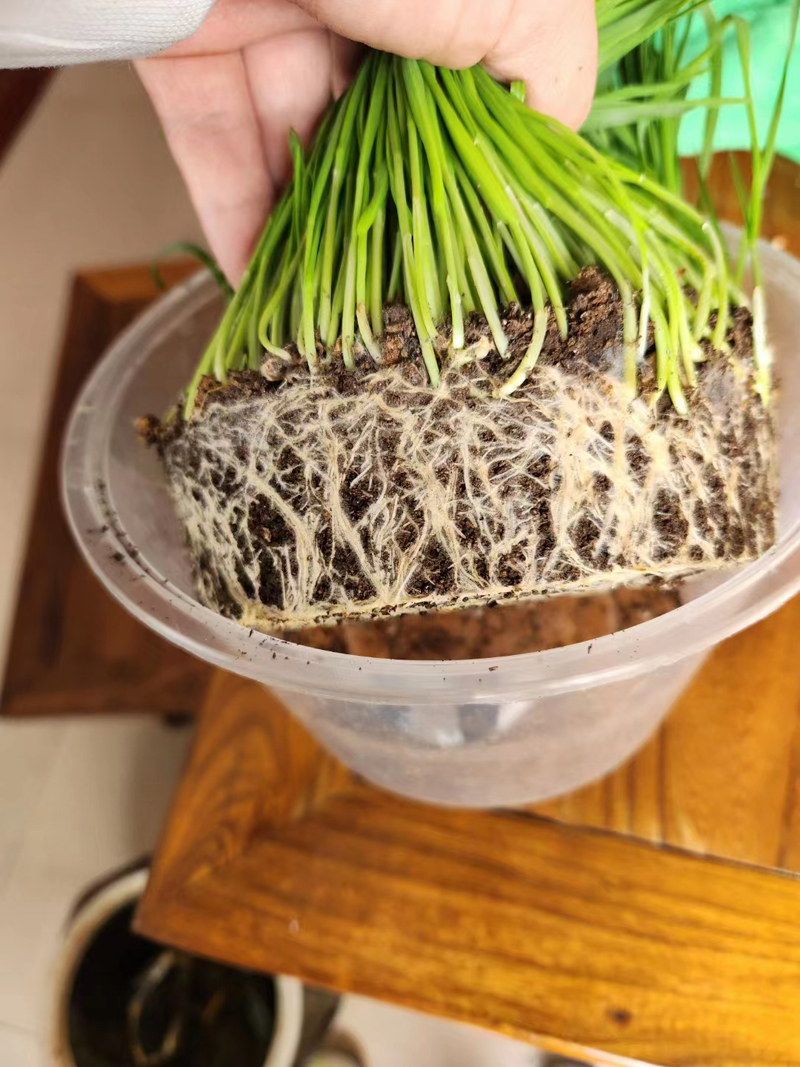 ������״����